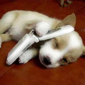 perro-hablando-por-telefono