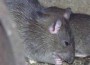 Las ratas amenazan los cultivos en Nueva Guinea, según los productores.