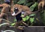 Impresionante foto de un leopardo que atacó a empleado del departamento forestal que intentaba capturarlo.