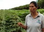 Un cultivo de yuca en Nicaragua.