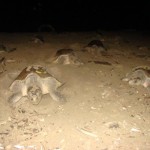 El impresionante espectáculo del arribo nocturno de las tortugas para desovar.