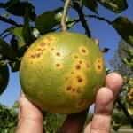 Efectos del "dragón amarillo" en la fruta del naranjo.