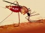 El mosquito anófeles, transmisor de la malaria.