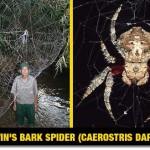 Darwins-Bark-Spider_TINFIL20130226_0005