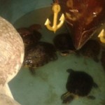 Aunque sean simpáticas, las tortugas no son adorno. (Fundación Amarte).