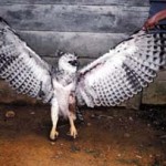 La última águila harpía de que tuvimos noticia fue muerta a tiros en Rosita.