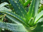 Aloe vera o sábila.