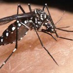 El mosquito Aedes aegypti, transmisor del dengue.