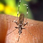 El mosquito Aedes albopictus hace causa común con el Aedes aegypti en la trasmisión del dengue.
