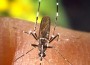 El mosquito Aedes albopictus hace causa común con el Aedes aegypti en la trasmisión del dengue.