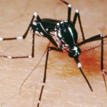 dengue-mosquito-