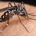 Una imagen del Aedes albopictus o "tigre asiático" que ya se pasea por Centroamérica.