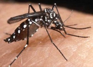 Una imagen del Aedes albopictus o "tigre asiático" que ya se pasea por Centroamérica.