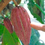 plantacion-de-cacao