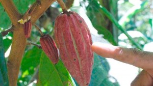 plantacion-de-cacao