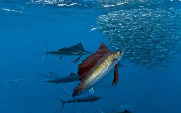 pez vela sardinas