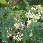 Moringa