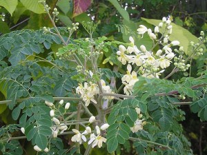 Moringa