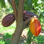 cacao1