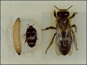 Escarabajo y abejas 2