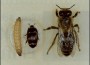 Escarabajo y abejas 2