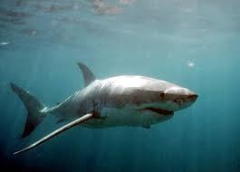 Tiburón toro, una especie marina que llega al Cocibolca a través del río San Juan.