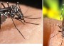 Aedes aegypti y Aedes albopictus.