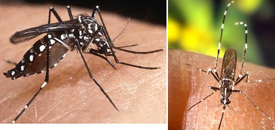 Aedes aegypti y Aedes albopictus.