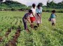 agricola nicaragua