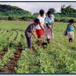 agricultura nicaragua