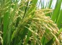 arroz siembra