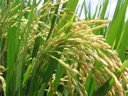 arroz siembra