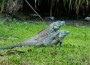 iguanas comer