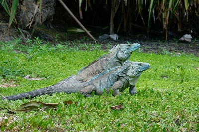 iguanas comer