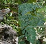iguanas y marango