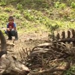 Un niño de Madriz observa la osamenta de una vaca que murió por la sequía.