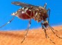 chikungunya 2
