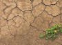 sequía atroz