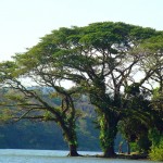 Rain tree on Solentiname Islands, Lake Nicaragua