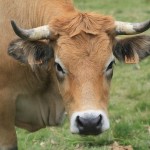 Las presuntas "vacas narco" no existen en Nicaragua, según directivo de Upanic.