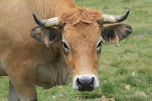 Las presuntas "vacas narco" no existen en Nicaragua, según directivo de Upanic.