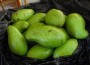 Cada mango de este tamaño alcanza un precio de hasta 10 córdobas en los mercados. En "oferta", a tres por veinte córdobas.