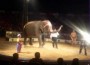 Uno de los elefantes del circo Renato, que opera en Nicaragua debido a que no puede hacerlo en México ni países vecinos.
