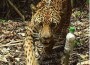 El jaguar es uno de los animales en peligro de extinción en todo el continente.