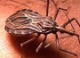 Chinche que transmite el Trypanosoma cruzi, causante del mal de Chagas.