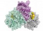 Representación esquemática de la proteasa del coronavirus - HZB.