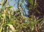El teocintle anual de Nicaragua (Zea nicaraguensis ILTIS & BENZ) en su hábitat natural en la Reserva de Apacunca, Chinandega.