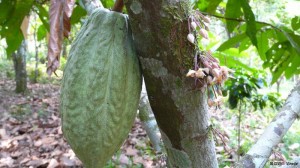 cacao