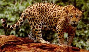 Jaguar 3