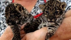 Dos cachorros de jaguar.